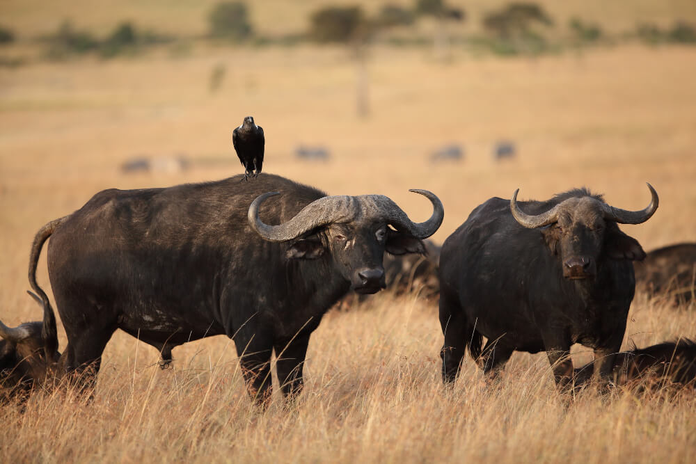 Responsible Wildlife Tourism Bwindi