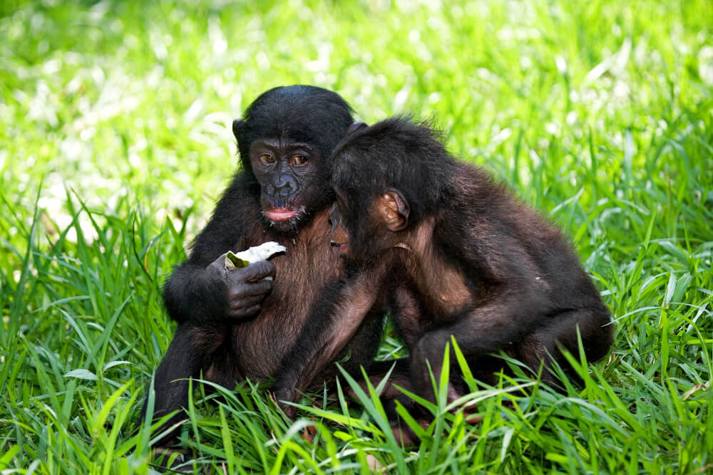 Bwindi Safari Planning Tips