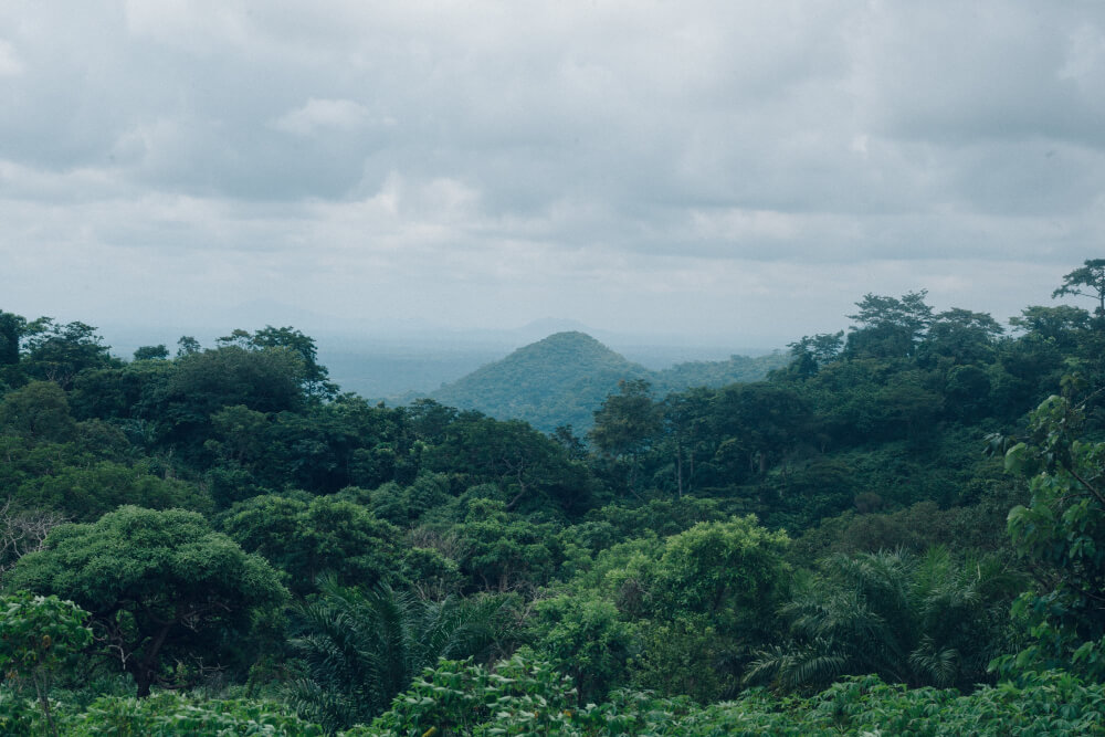 Bwindi Conservation Efforts Overview