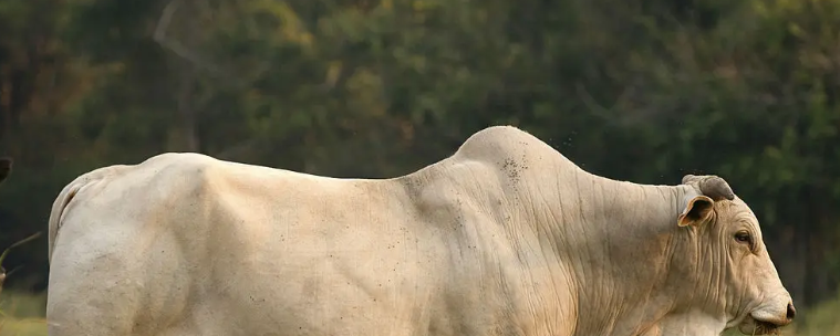 Toro-Semliki Wildlife Reserve showcasing diverse wildlife and landscapes