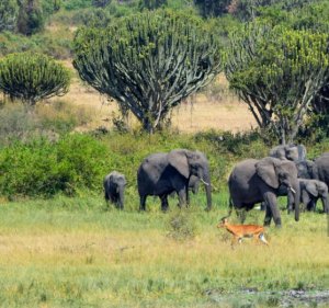Queen Elizabeth National Park wildlife and landscapes