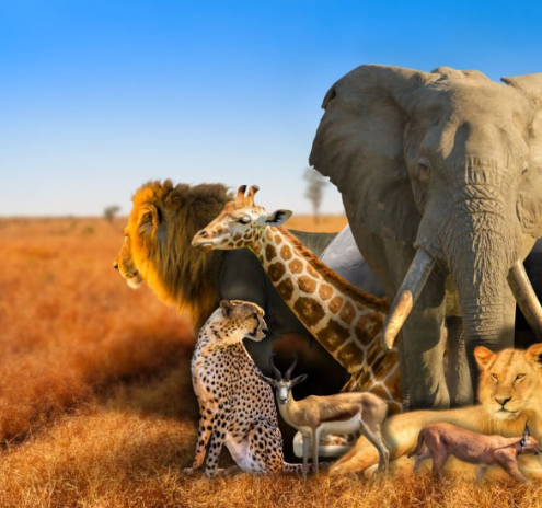 Matheniko Wildlife Reserve showcasing diverse wildlife and landscapes.