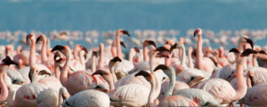 Scenic wildlife in Lake Nakuru National Park