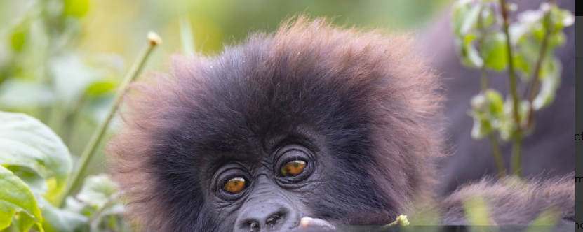 Mountain gorilla in Volcanoes National Park, Rwanda. Mountain gorilla in Volcanoes National Park, Rwanda.