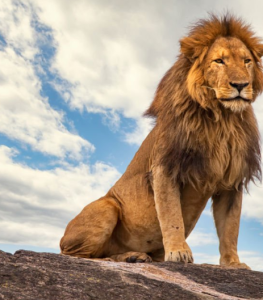 Wildlife and landscapes in Uganda's game reserves.