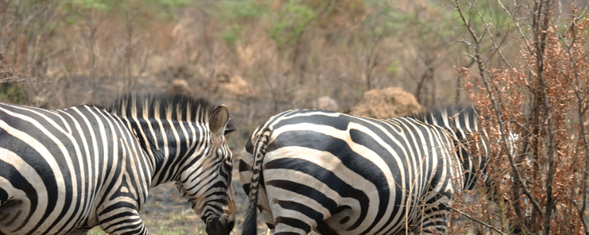 Wildlife at Akagera Game Reserve, Rwanda