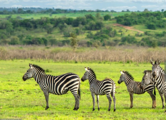 Lake Mburo National Park wildlife and landscapes
