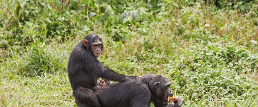 Chimpanzee Trekking in Uganda