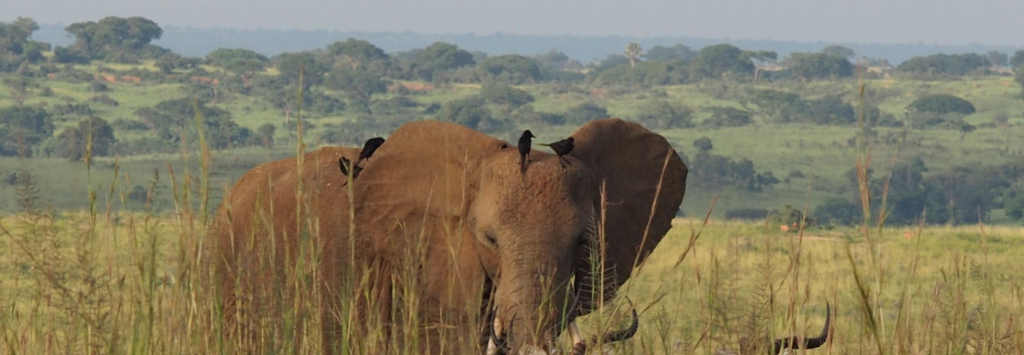 Boat trip on the Nile with Murchison Falls in the background during a safari adventure.