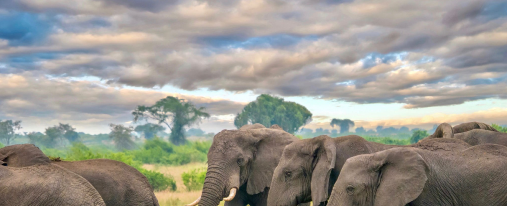 Wildlife in Queen Elizabeth National Park, featuring elephants, lions, hippos, and diverse bird species.