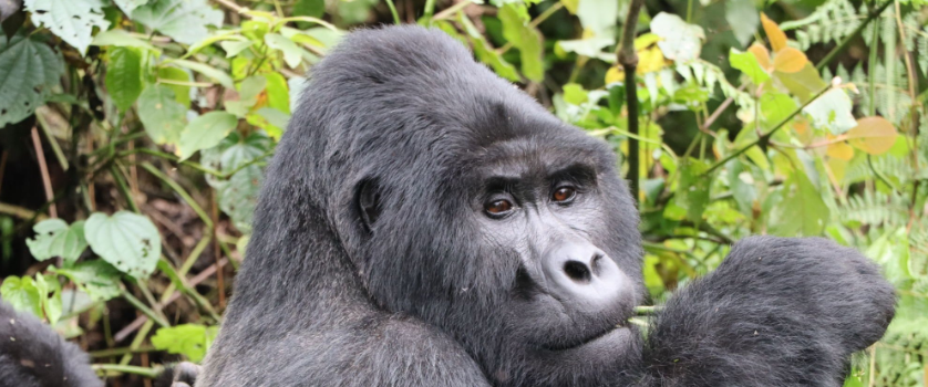 join a 2-Day Bwindi Gorilla Trek for an unforgettable encounter with mountain gorillas in Uganda’s rainforest