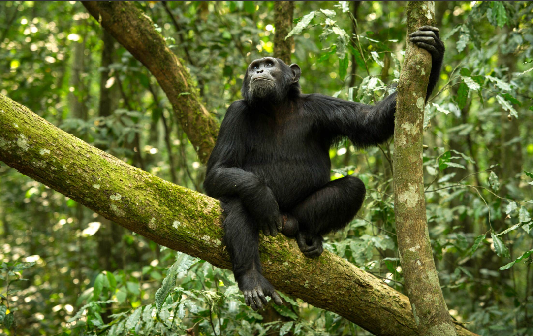 Explore Tanzania’s Mahale Mountains for Unique Chimpanzee Encounters