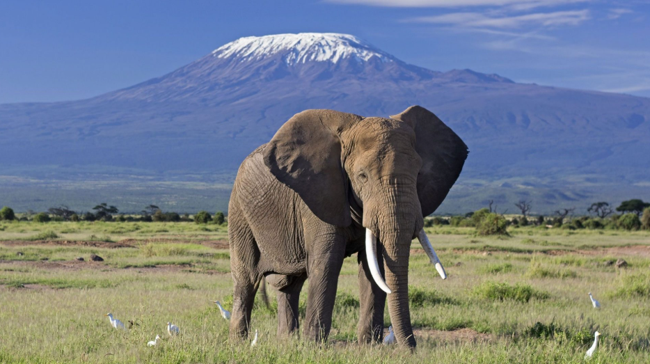 8 Days Kenya honeymoon safari and beach Tour: Nairobi, Amboseli, Diani